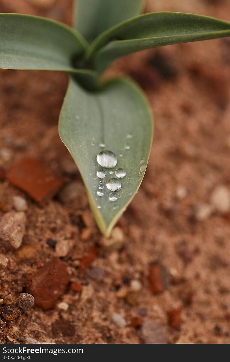 Drops of water rest on top of a flower. Drops of water rest on top of a flower