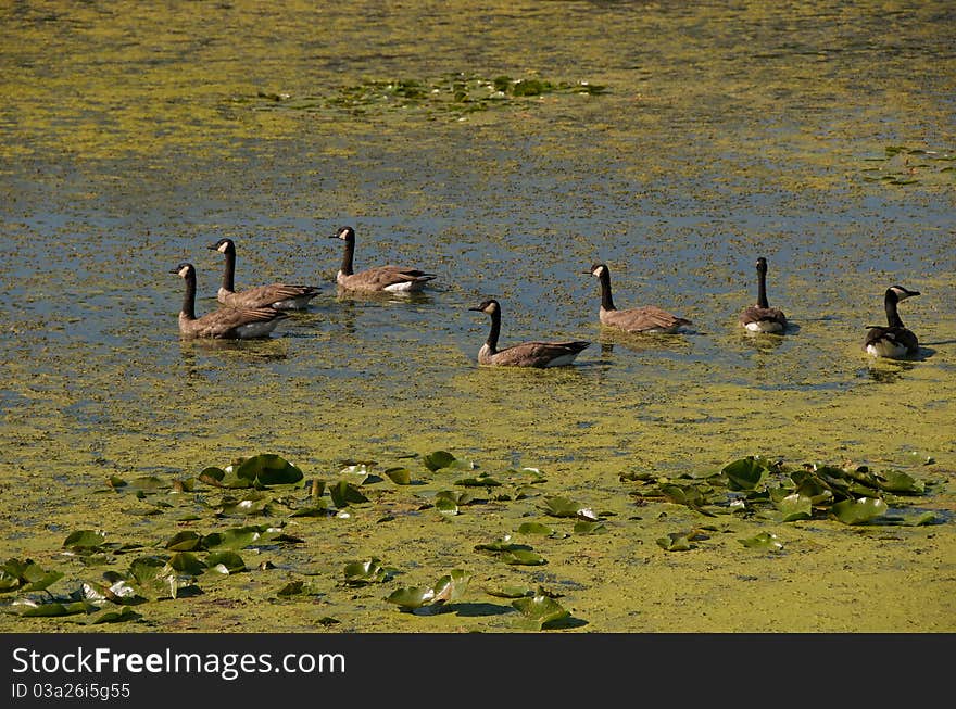 Geese On Lake.