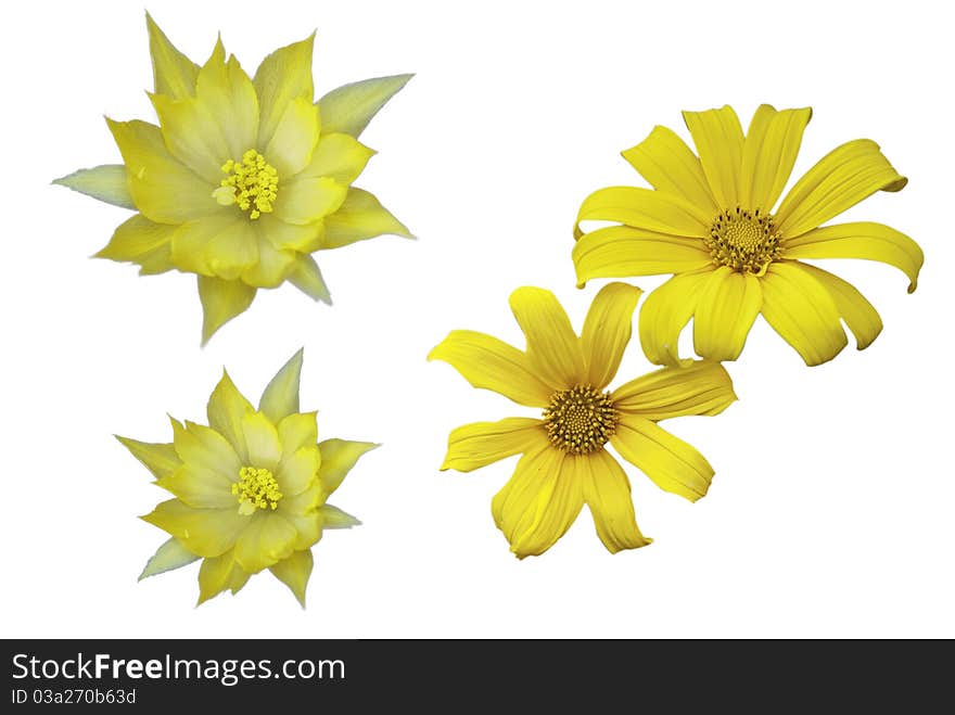 Yellow flowers on white background