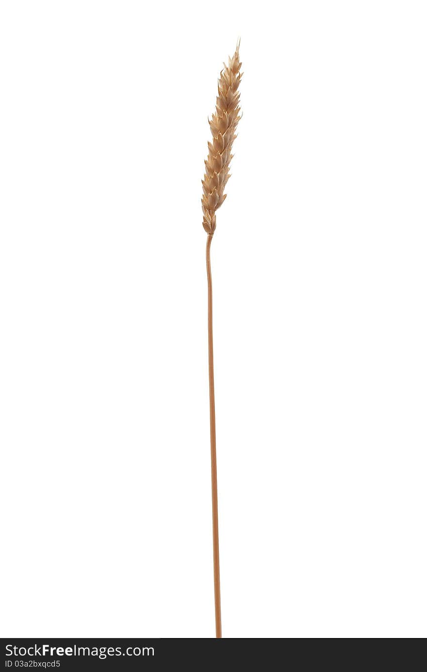 Wheat ear