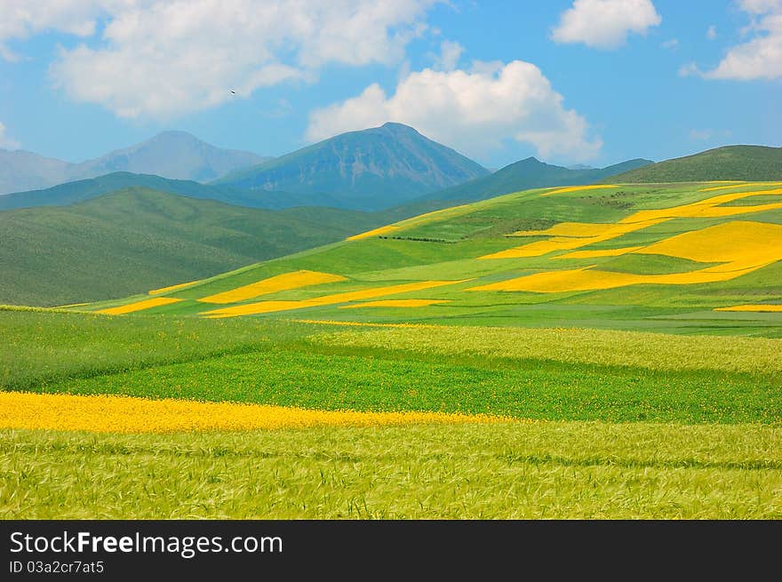 China Qinghai Flower And Field Landscape