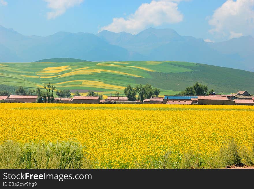 China Qinghai Flower and Field Landscape