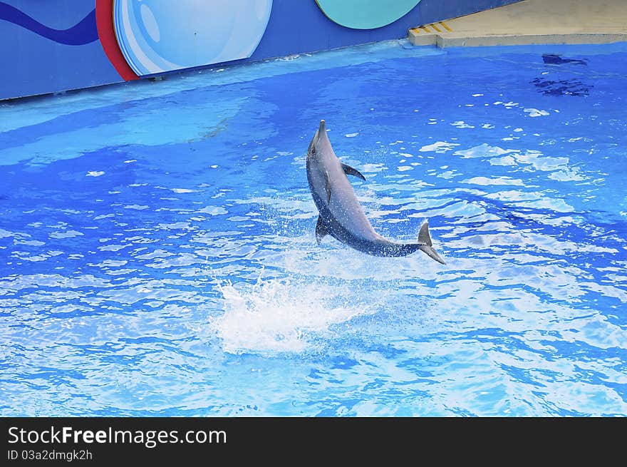 Dophin Show in the water