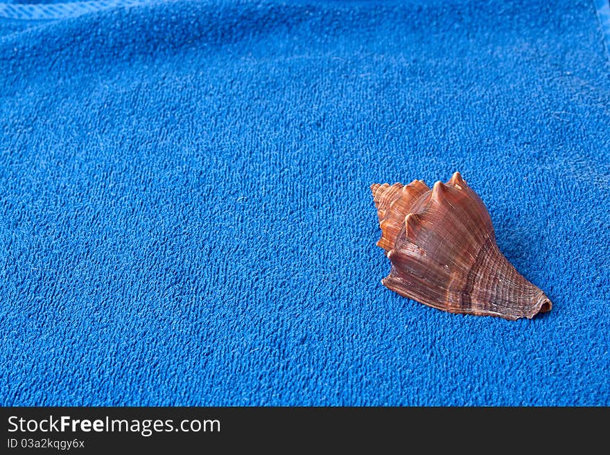 Brown seashell on a blue towel background