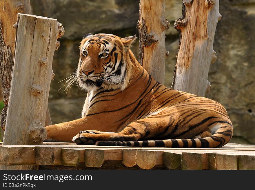 Lying Tiger