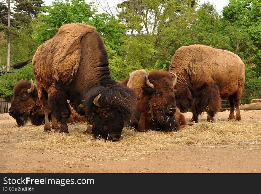 Buffalos