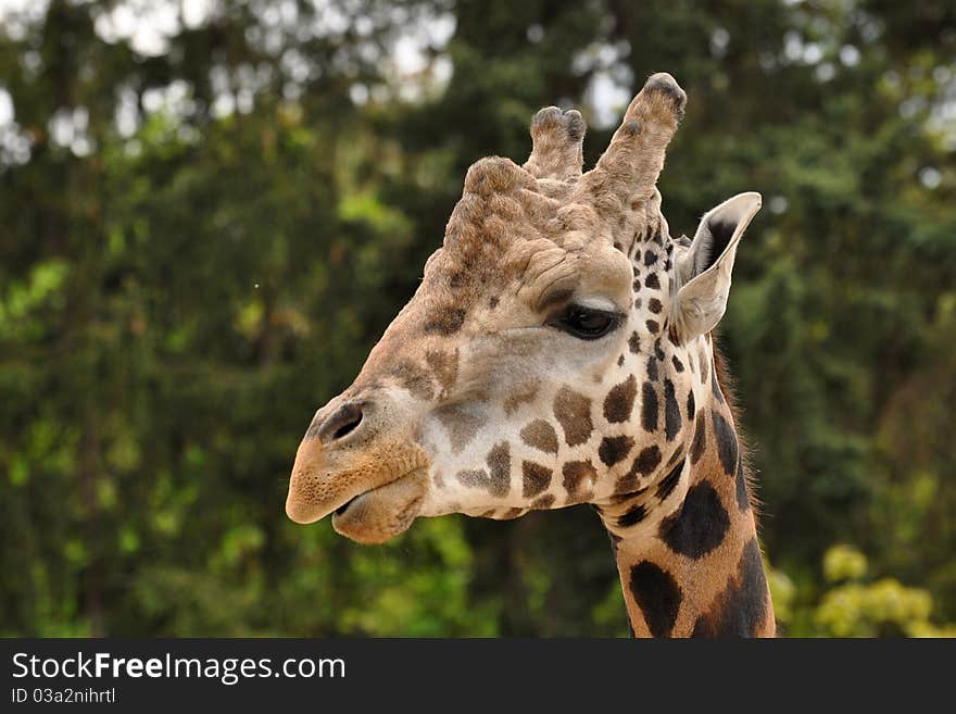 Eating giraffe in the Prague zoo. Eating giraffe in the Prague zoo