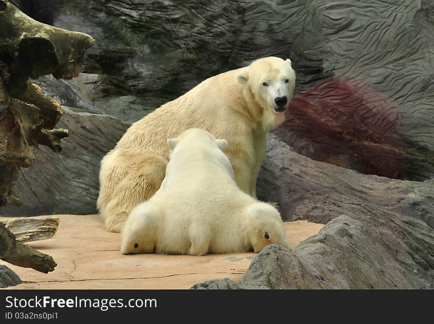 Polar bear feeding