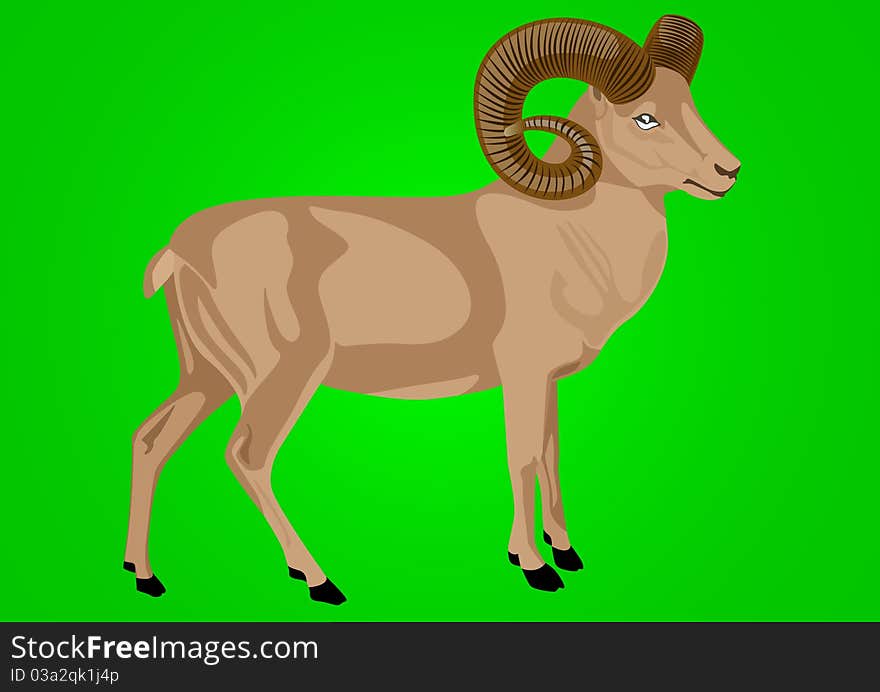 Mountain sheep