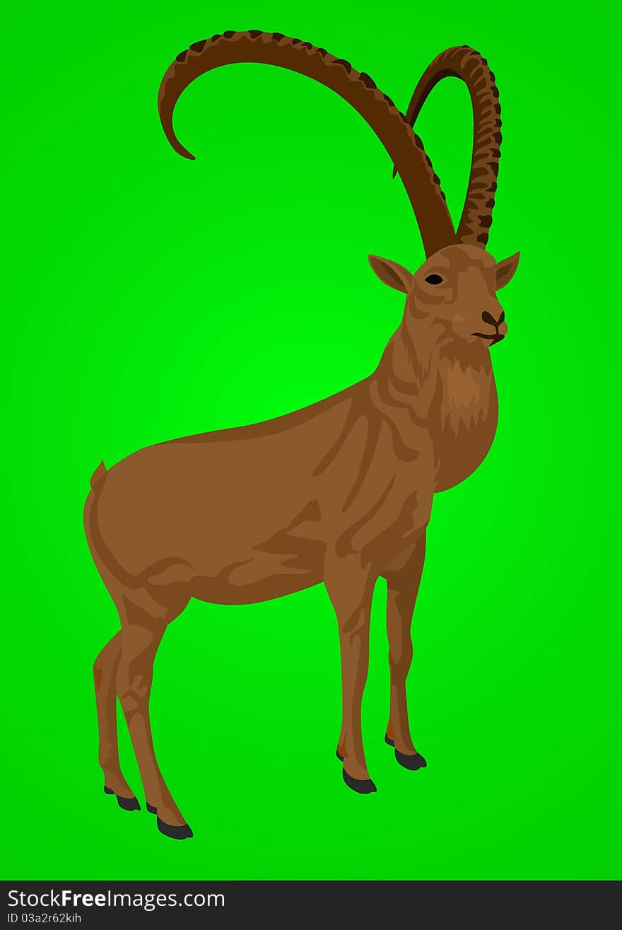 Wild herbivorous animals live in mountainous areas. Animal on a green background. Wild herbivorous animals live in mountainous areas. Animal on a green background.