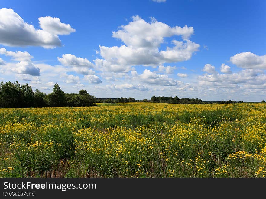 Sunny day. Yellow field. Clouds. Sunny day. Yellow field. Clouds