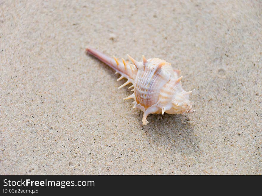 Shell on the white beaches, Hua Hin Thailand. Shell on the white beaches, Hua Hin Thailand.