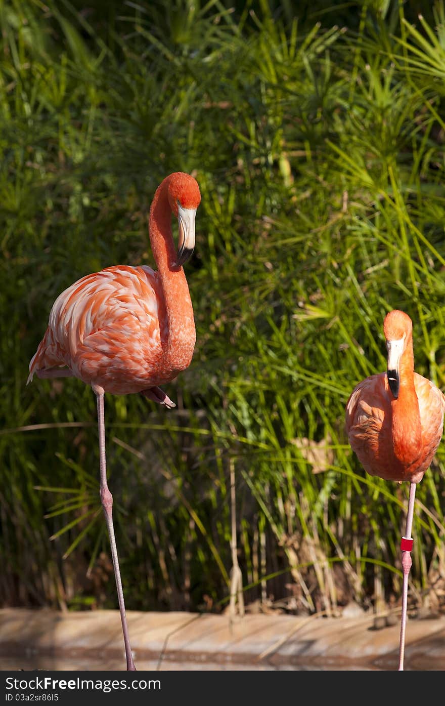 Two Flamingos