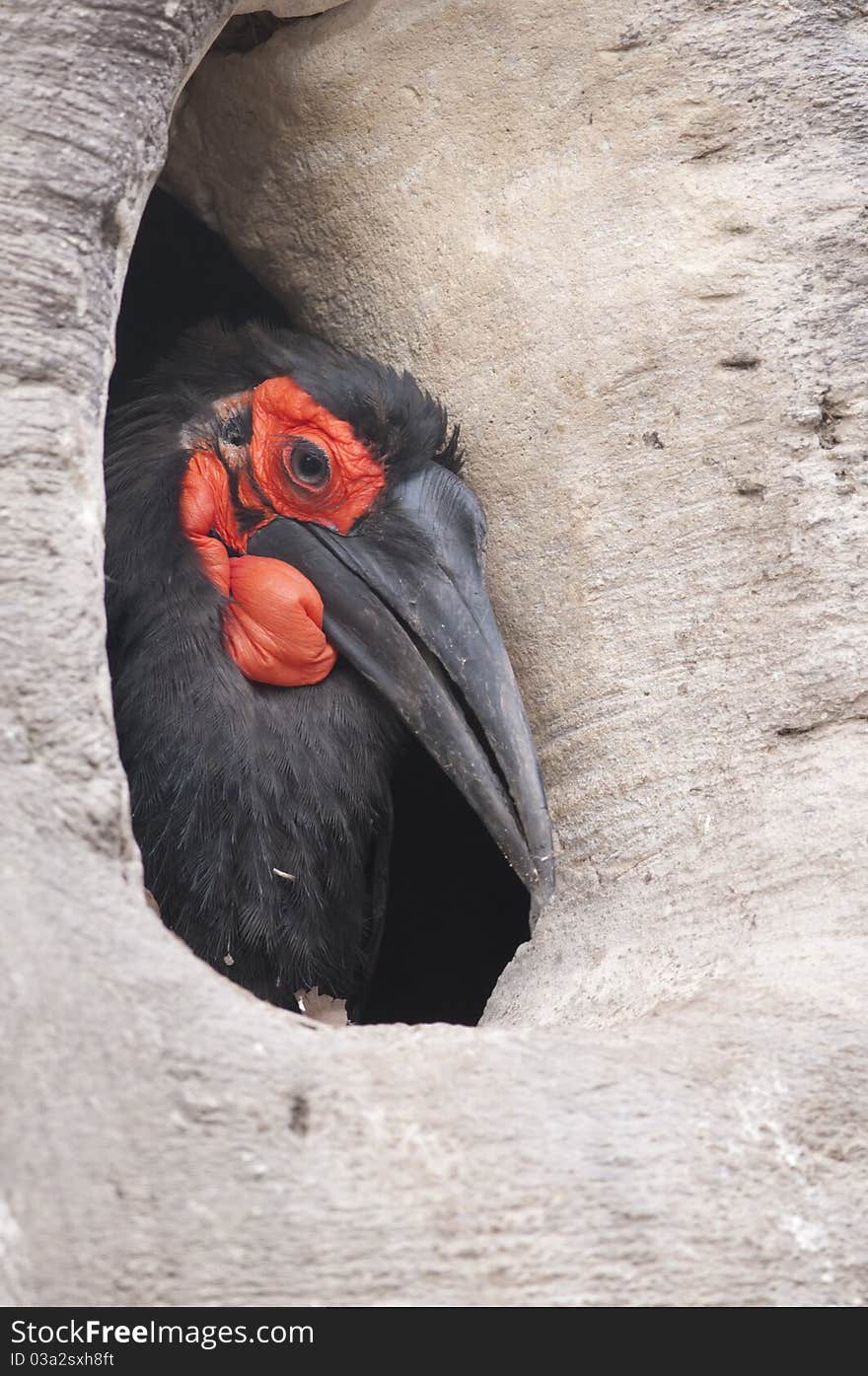 Cafer or Southern Ground Hornbill Portrait