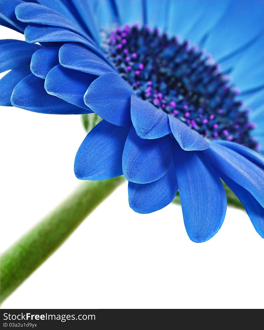 Close up abstract of one blue daisy gerbera on a white background. Close up abstract of one blue daisy gerbera on a white background