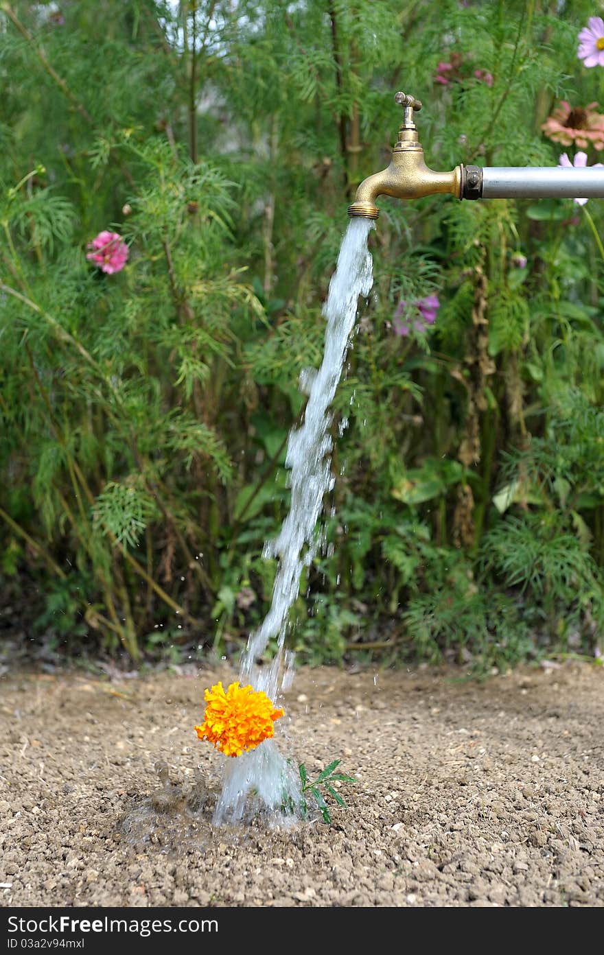 Watering flower three