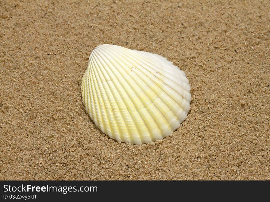 Single sea shell on golden sand background. Single sea shell on golden sand background