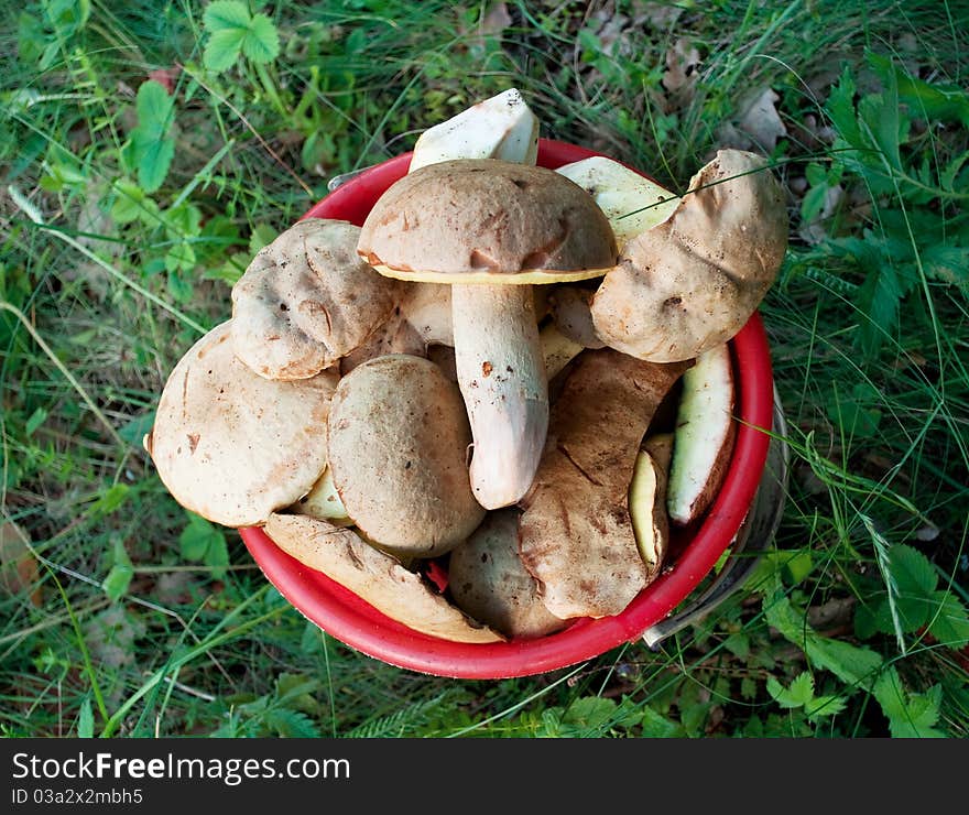 Bucket Of Mushrooms