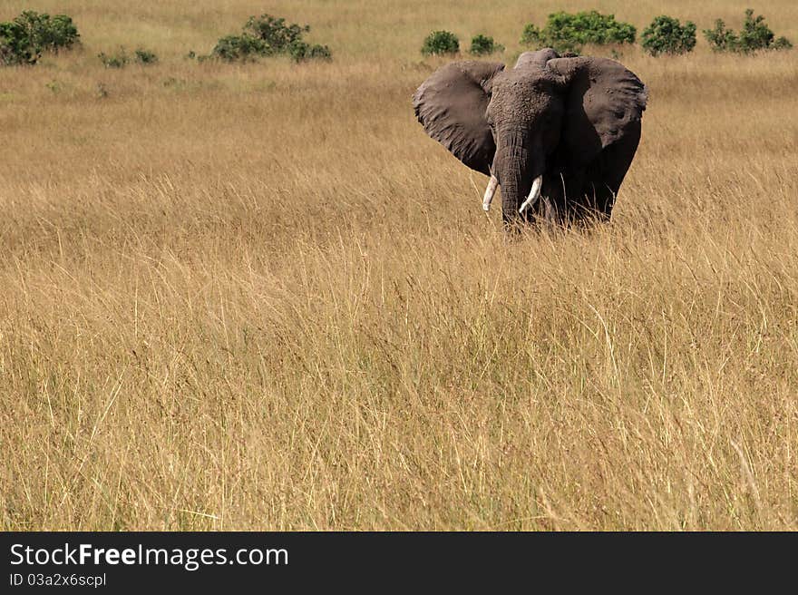 Lonely elephant wandering in savannah in Kenya.