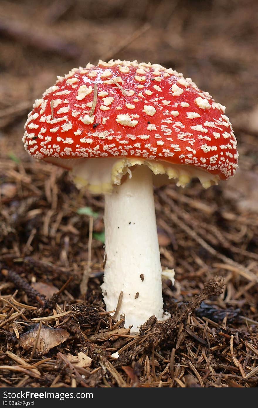 Young red toadstool