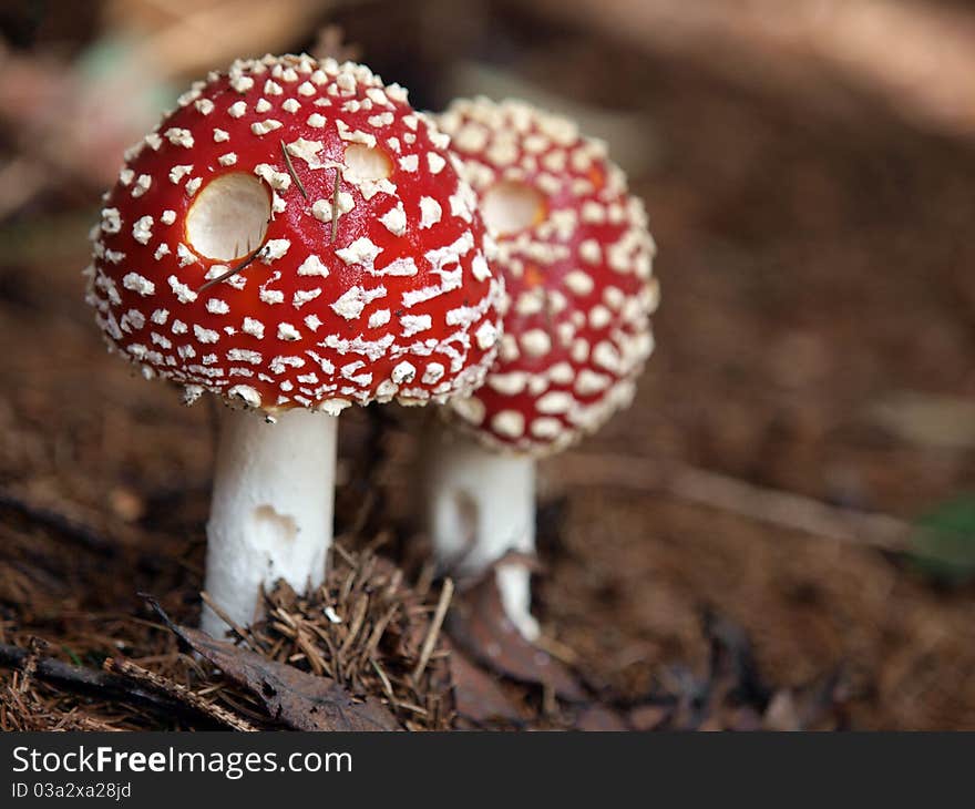 Two young red toadstools from pine forest. Two young red toadstools from pine forest.