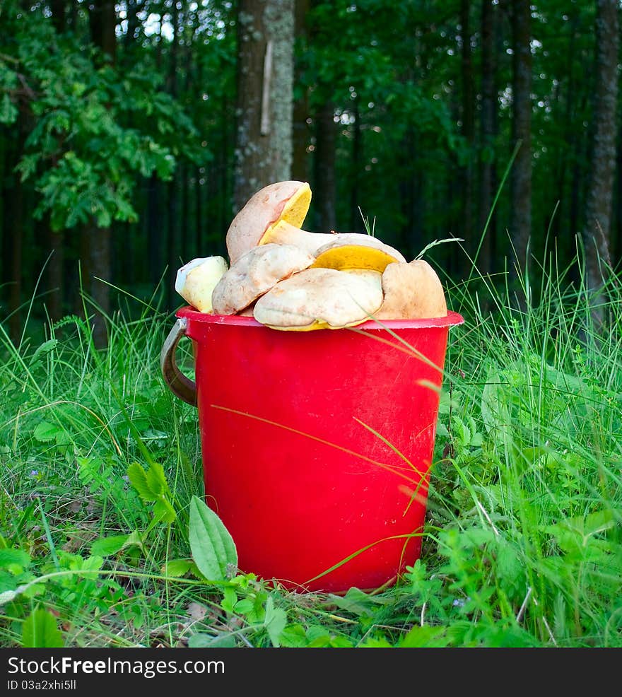 Bucket of mushrooms