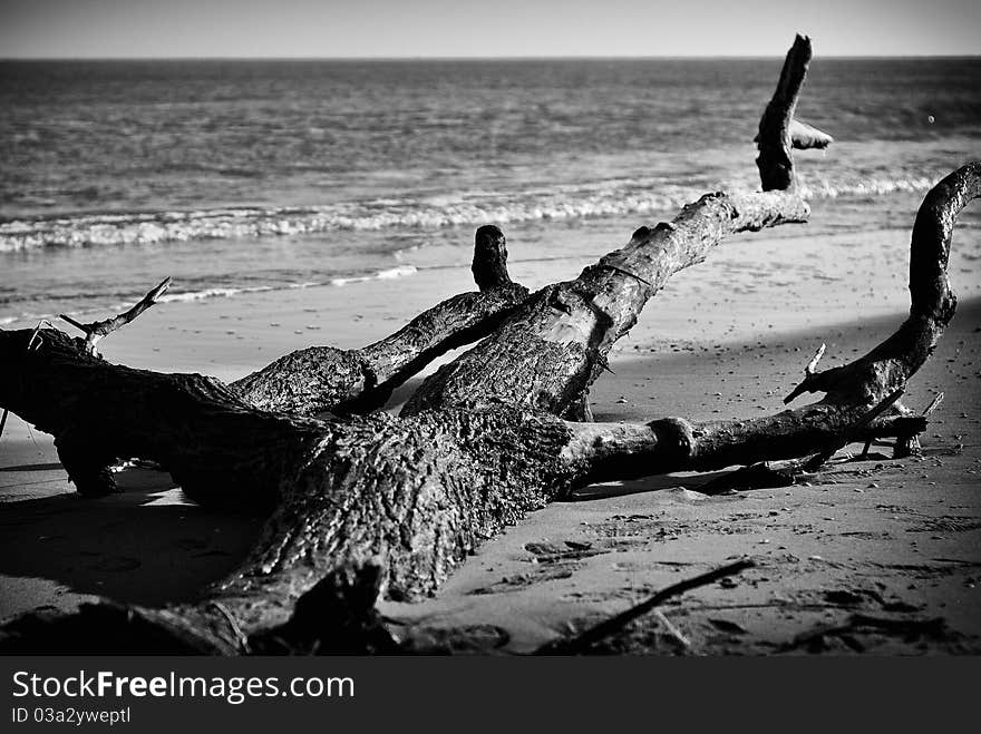 Un intero albero trascinato dalla corrente e arenato su una spiaggia. Un intero albero trascinato dalla corrente e arenato su una spiaggia.