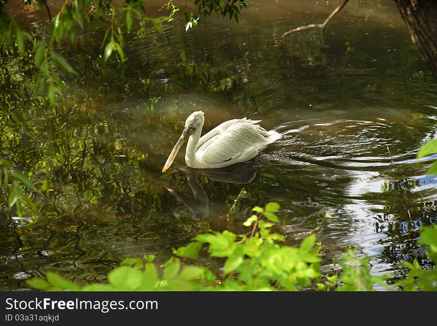 Pelican