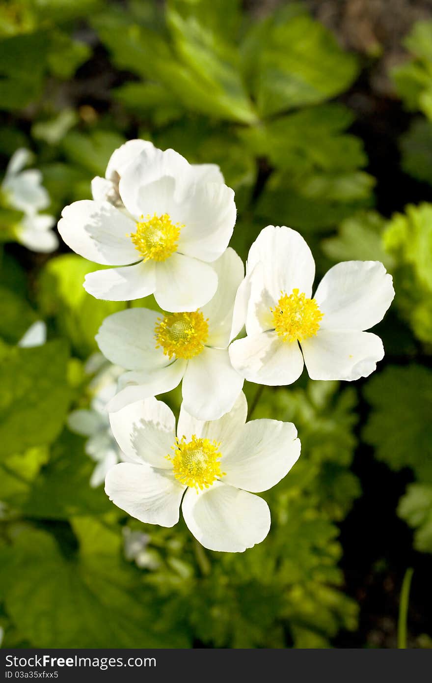 Anemones