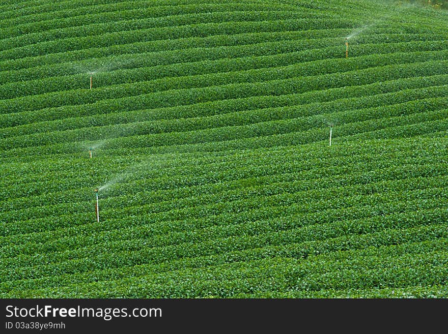 Tea plantation in Thailand, Tea Tree, Nature, Plant, Sprinklers. Tea plantation in Thailand, Tea Tree, Nature, Plant, Sprinklers