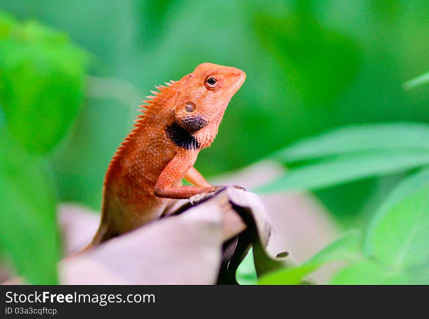 A green-crested lizard is resting waiting for insects. A green-crested lizard is resting waiting for insects