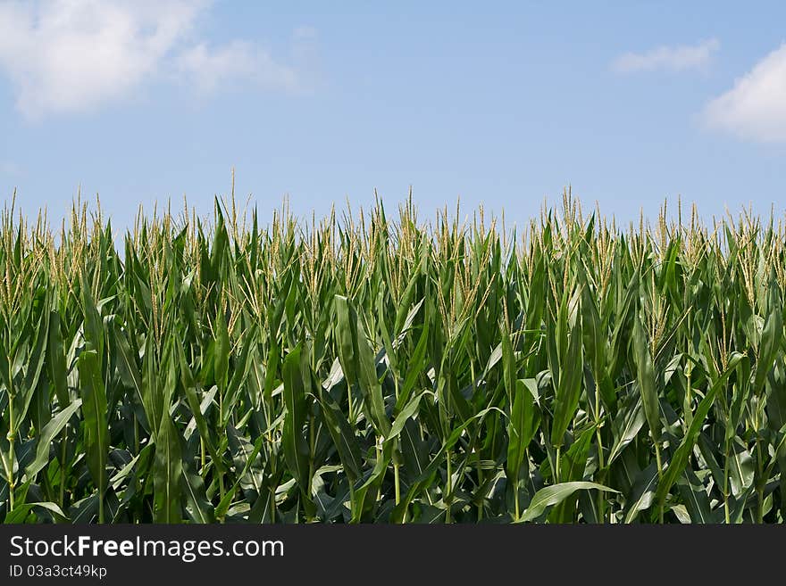 Closeup shot of a tassled-out cornfield against a blue sky. Closeup shot of a tassled-out cornfield against a blue sky