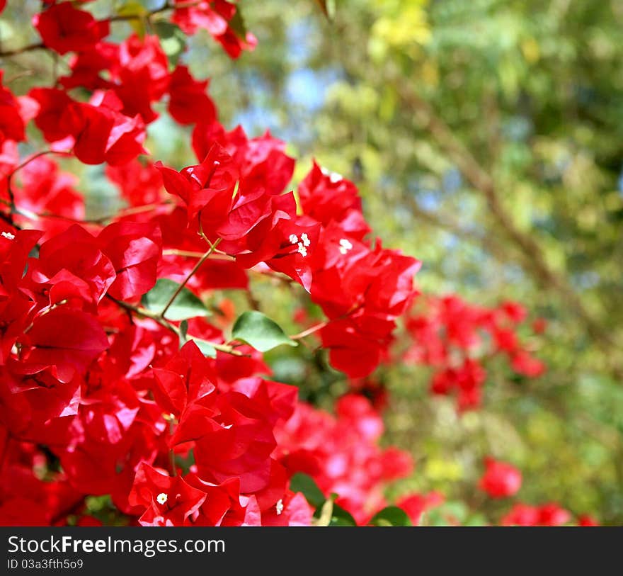 Spring flower background