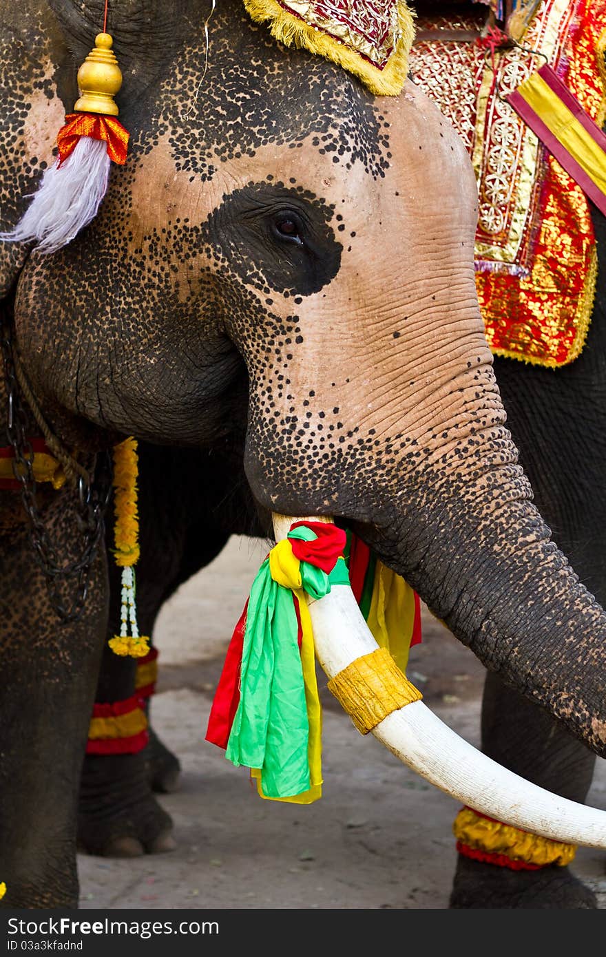 Elephant close up in lopburi of Thailand