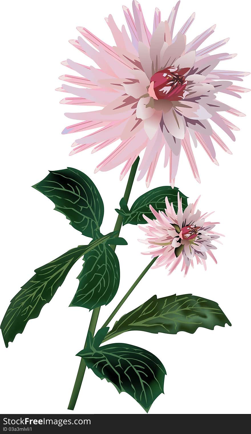 Isolated pink dahlia illustration