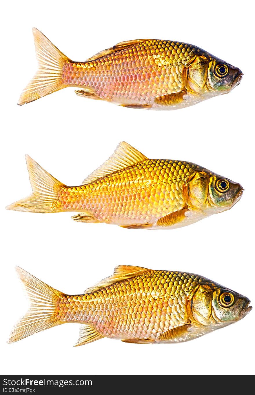 Three crucian carps isolated on white background. Three crucian carps isolated on white background