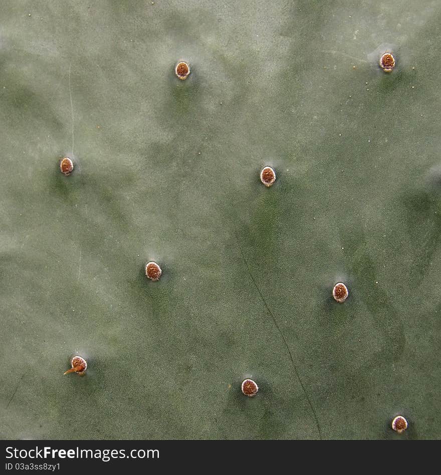 The skin of a cactus plant.