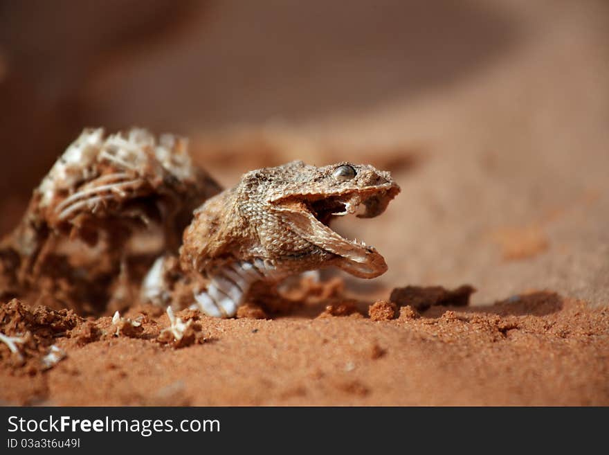 An image from the stunning Libyan desert