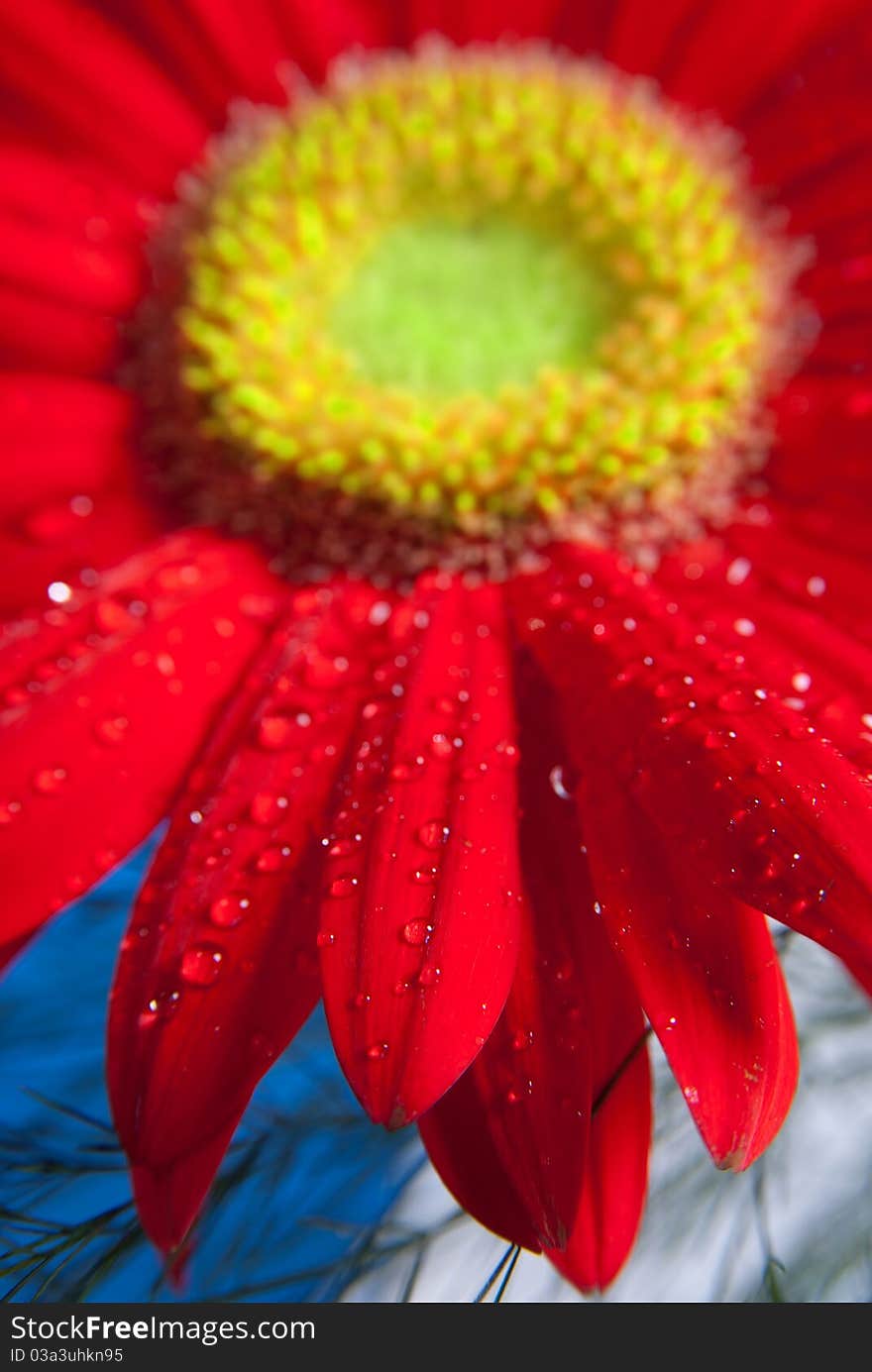 Red Gerbera(African Margarita)