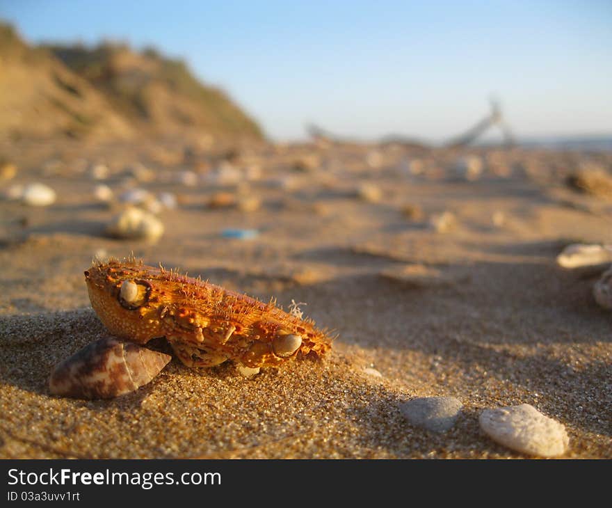 Crab Skull In Beach