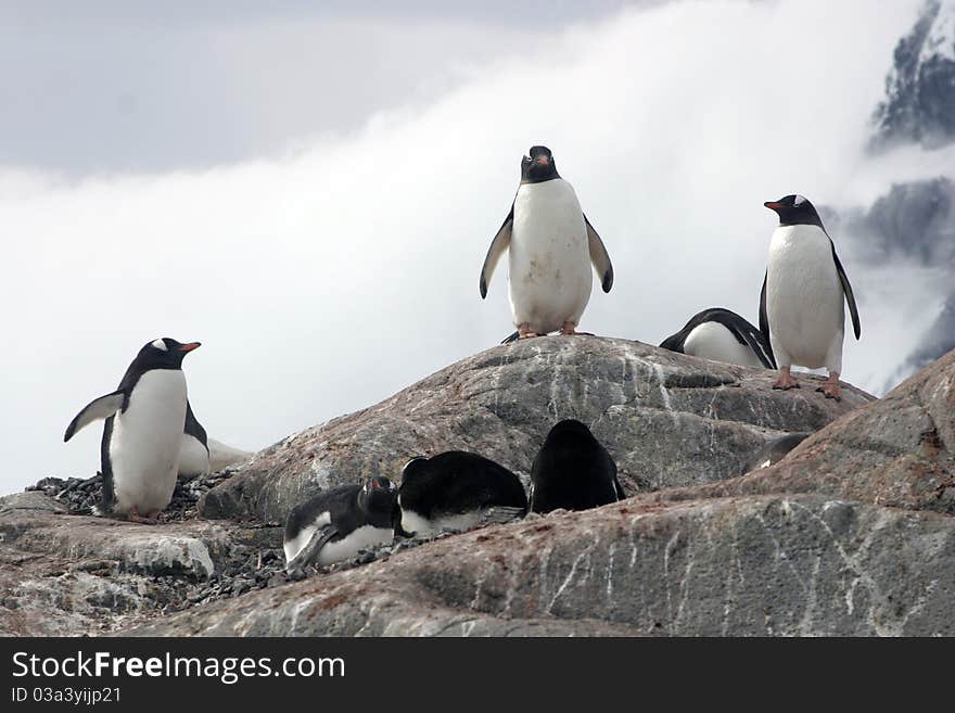 Group of gentoo penguins on the rock, Antartic peninsula. Group of gentoo penguins on the rock, Antartic peninsula