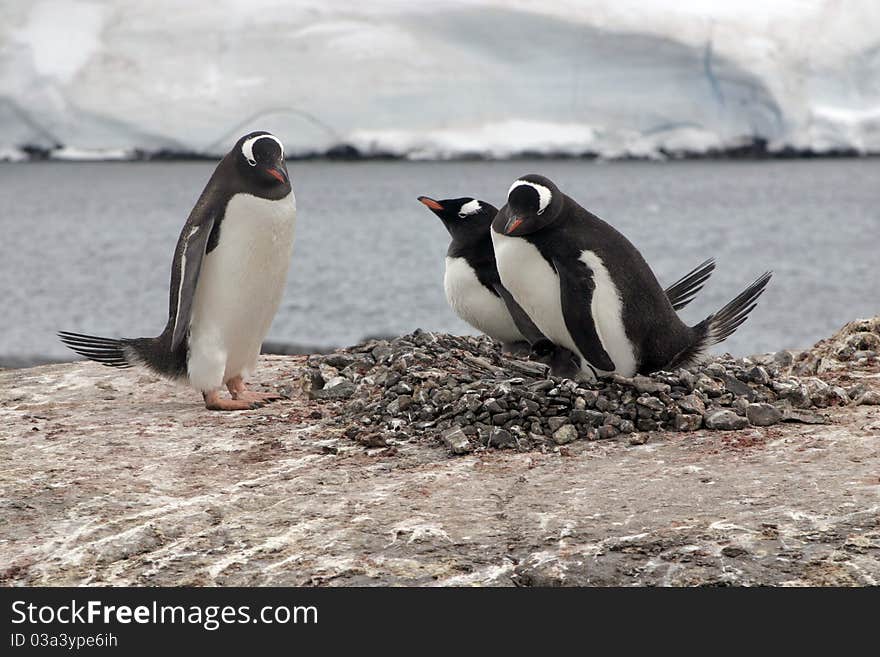 Three Gentoo Penguins And Nest