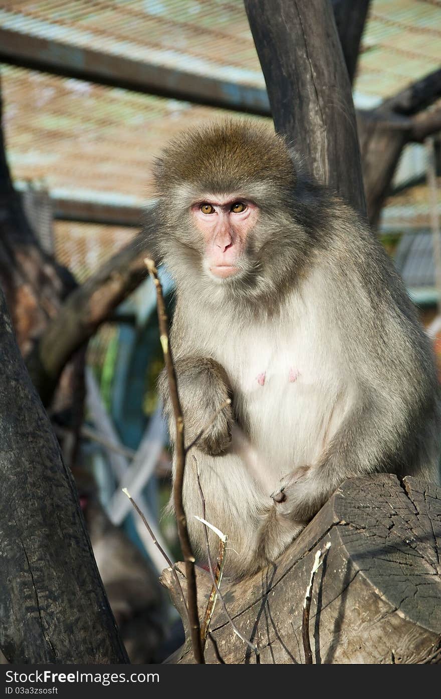 Japanese macaques