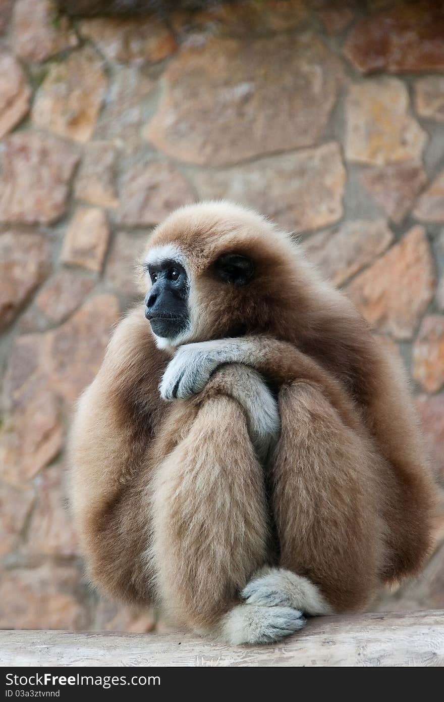 Gibbon