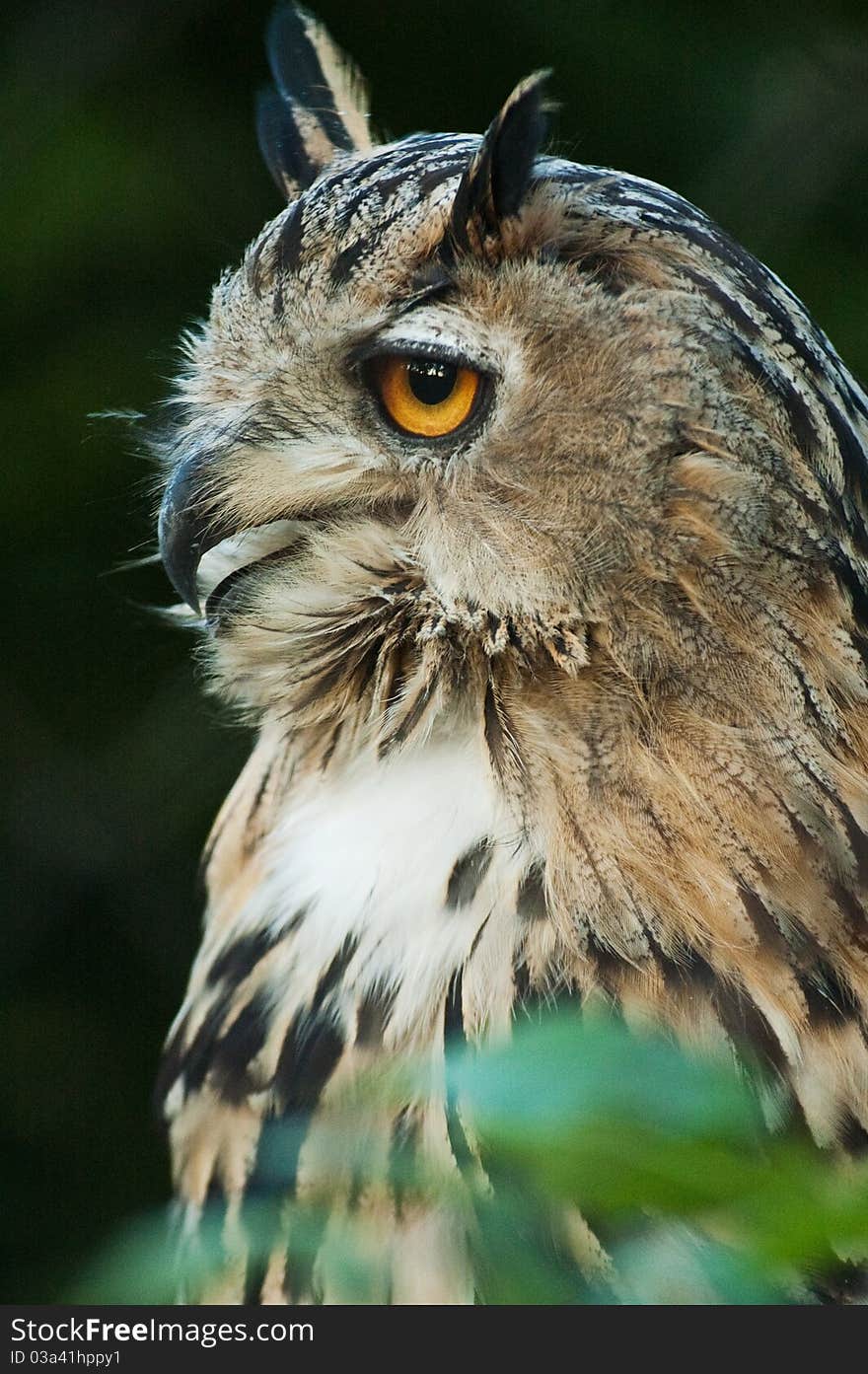 Owl closeup on a soft background