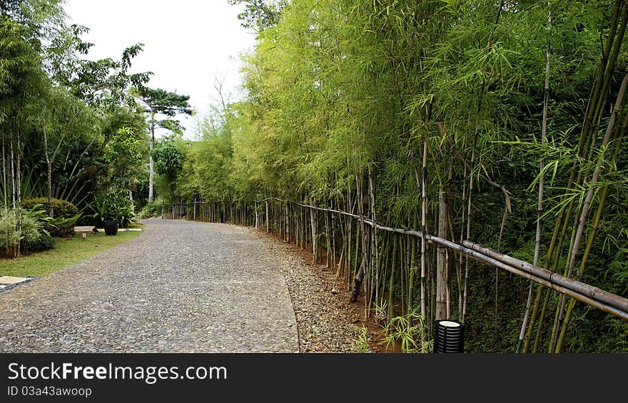 A path with dense bamboo. A path with dense bamboo