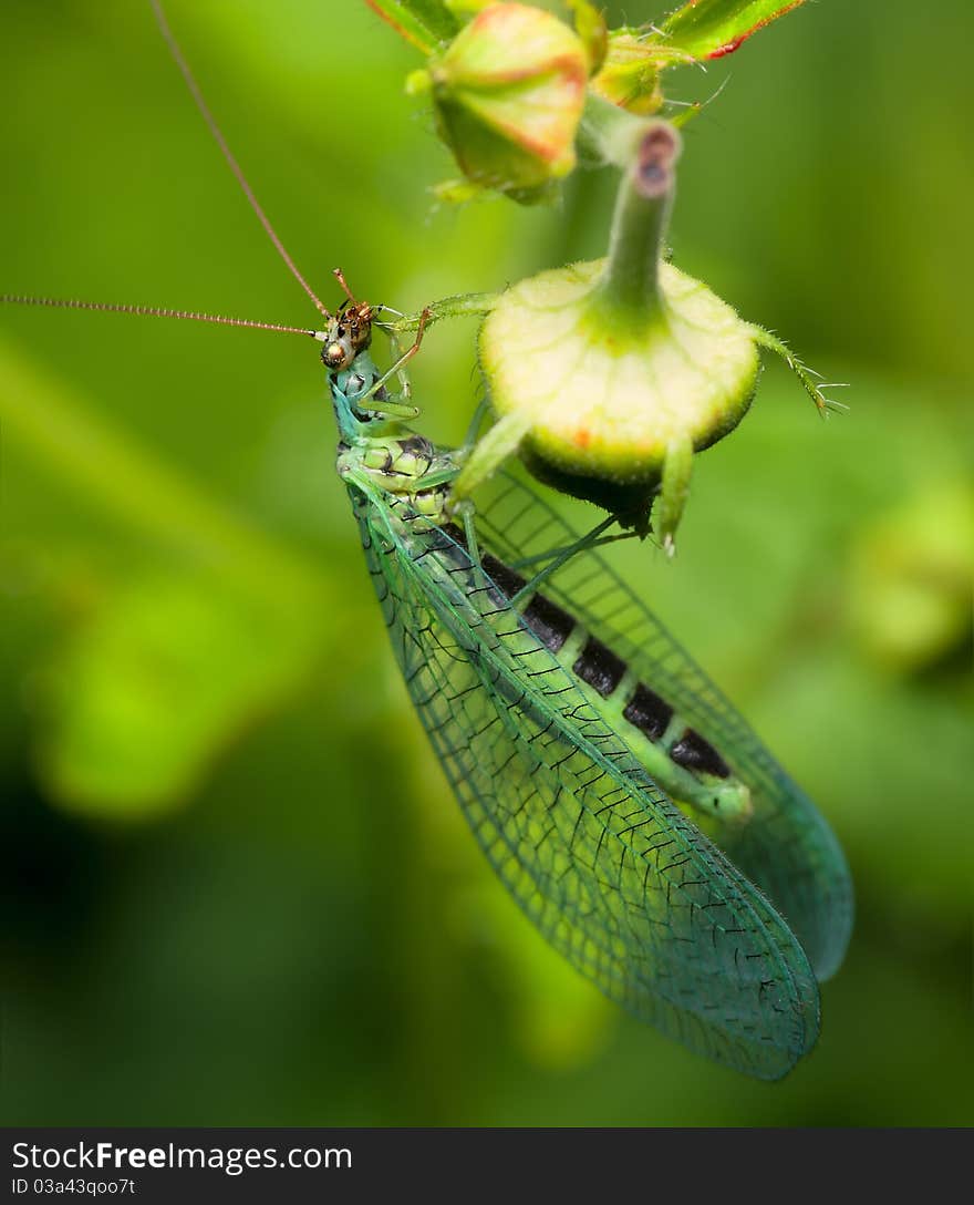 Chrysoperla carnea