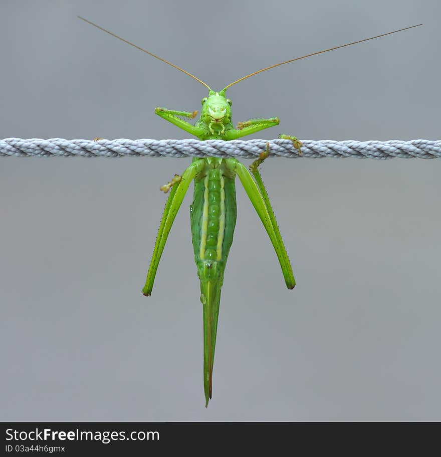 Big green grasshopper on a rope