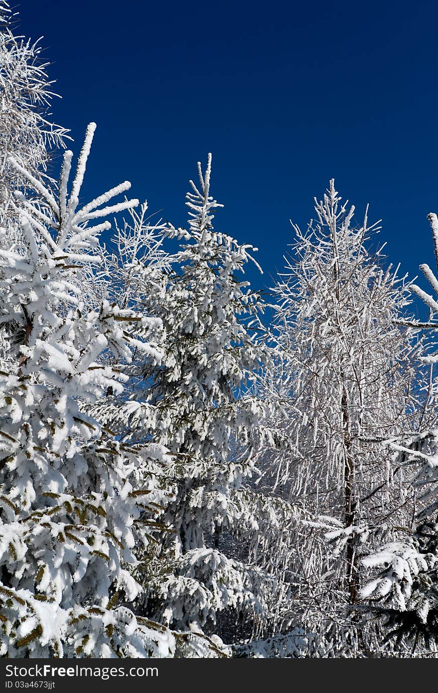 Winter trees