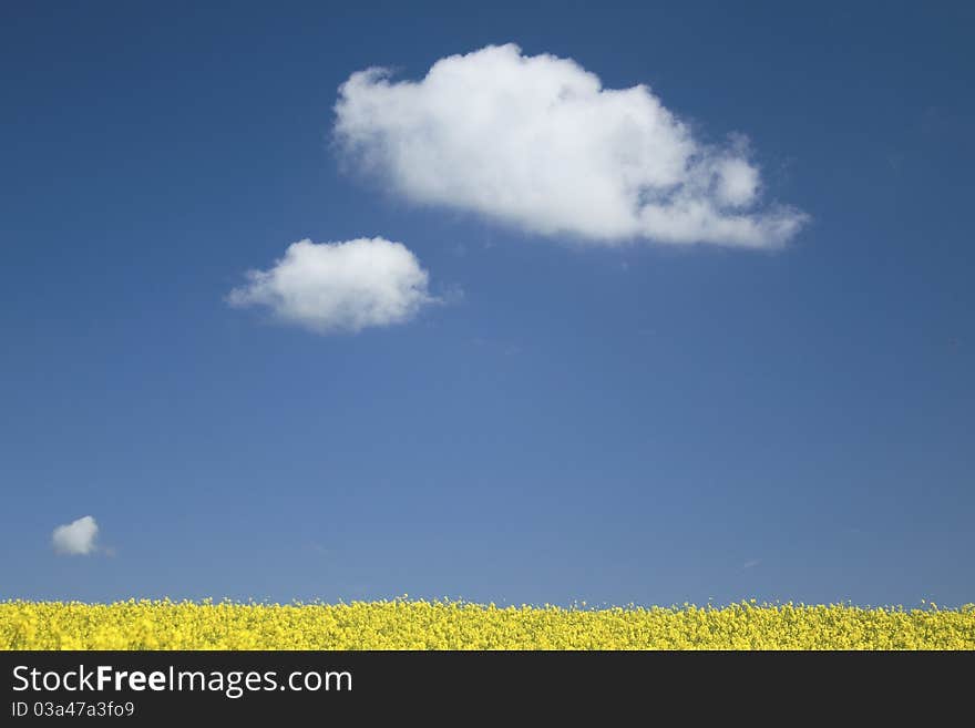 Rape field yellow blue